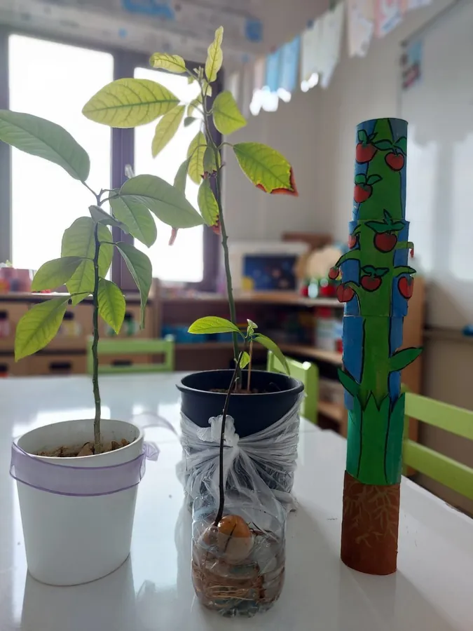 Avokado çekirdeğinden yetişen fidanlar